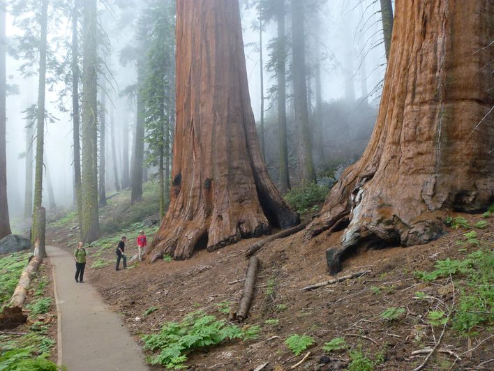 Her ser man virkelig hvor helt enorme Sequoiarne er - prøv at sammenligne med Anne Mette og drengene nede på stien.