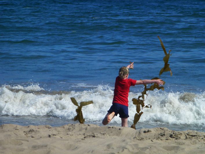 Emil på stranden i gang med et større tangprojekt.